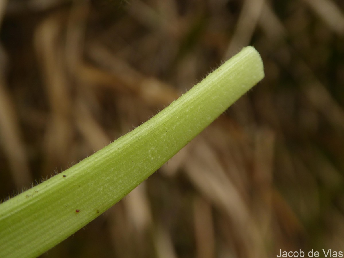 Eriocaulon brownianum Mart.